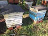 Rodziny pszczele w ulach drewnianych (korpus+nadst) dadant 12-ramkowe