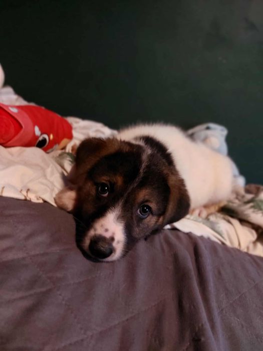 Adoptuj sunie w typie border colie