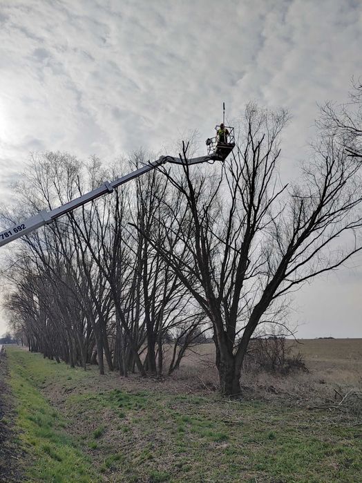 Wycinka drzew trudnych | Wysięgnik koszowy | Arborystycznie