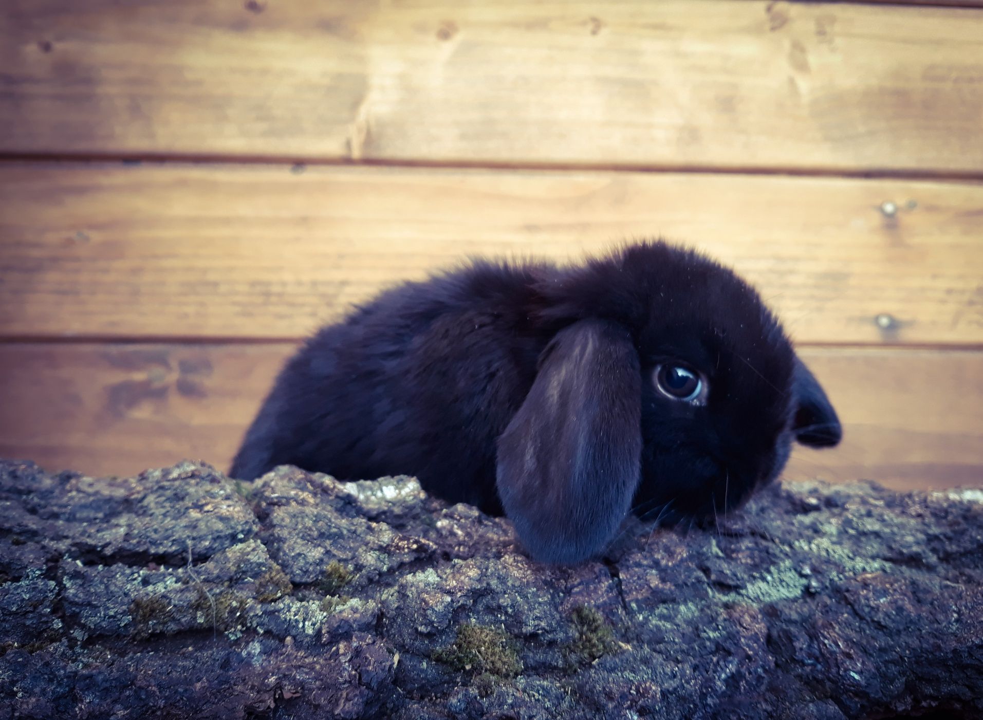 Królik karzełek baranek mini lop czarna perła