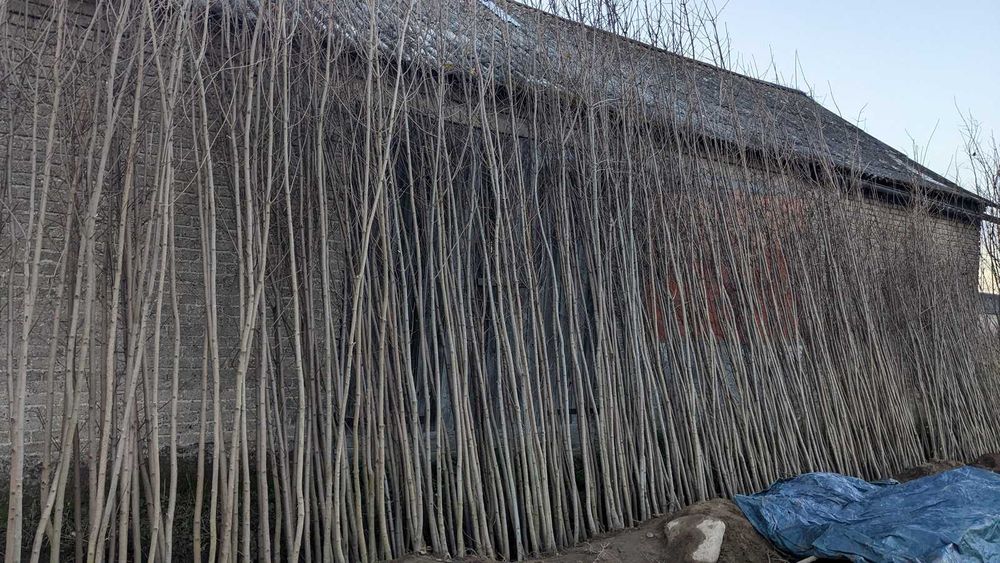 Sadzonki klon pospolity, jawor, jesionolistny, zwyczajny