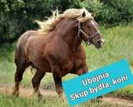 Skup koni,klaczy, bydła,owiec
