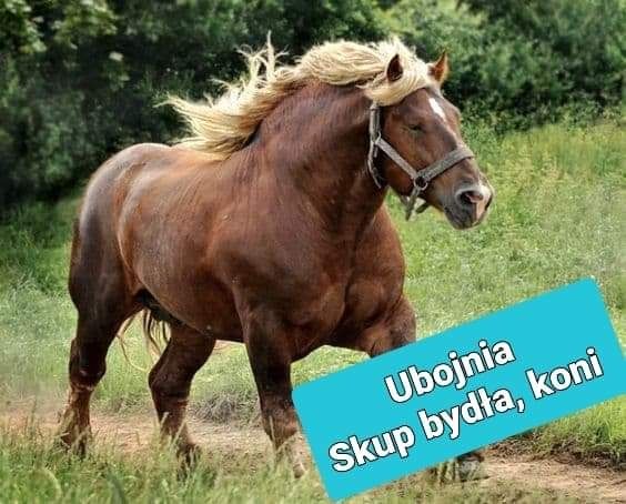 Skup koni,klaczy