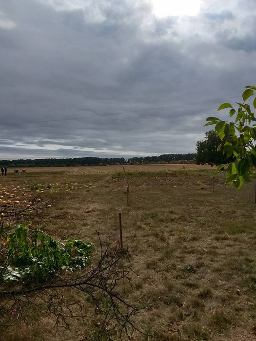 Продам будинок в селі Озірна