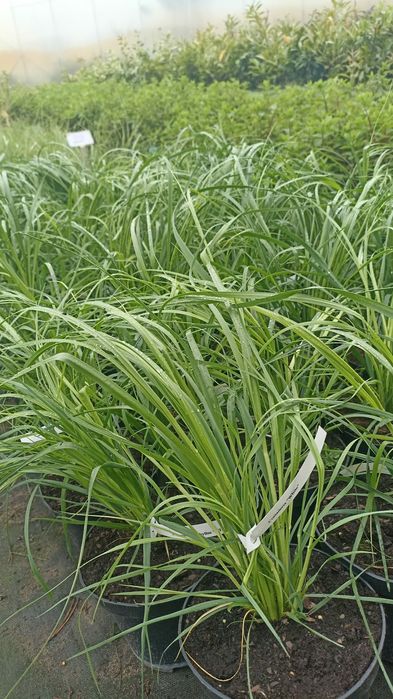 Trawy ozdobne różne odmiany