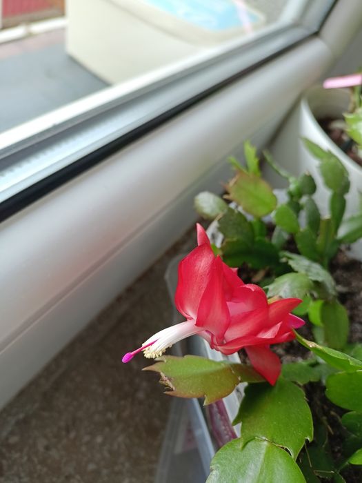 Kaktusy szlumbergera, grudniki, wielkanocniki