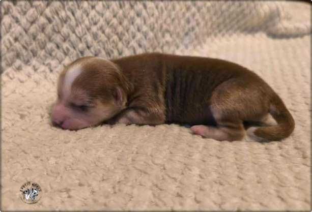 Piękny chiński grzywacz chłopak nagi  ZKwP/FCI