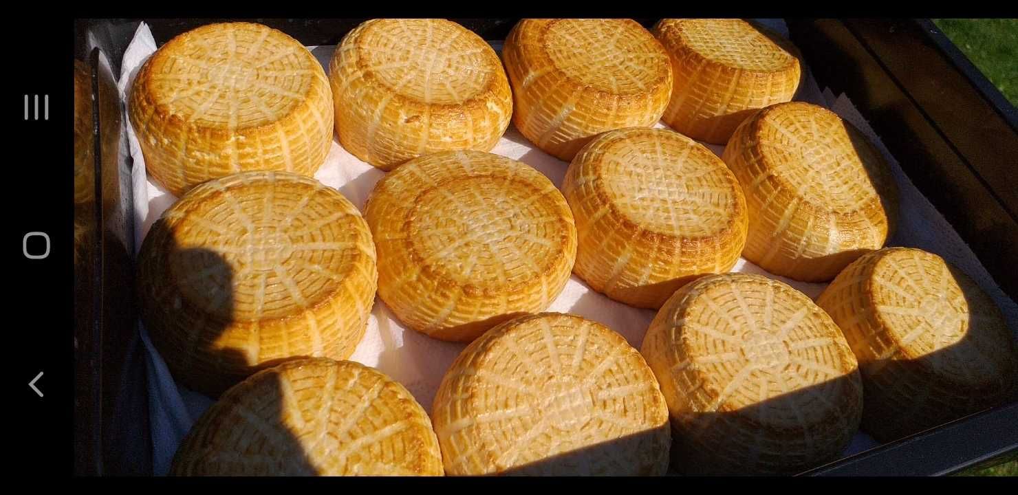 Sery kozie. Gospodarstwo ekologiczne.