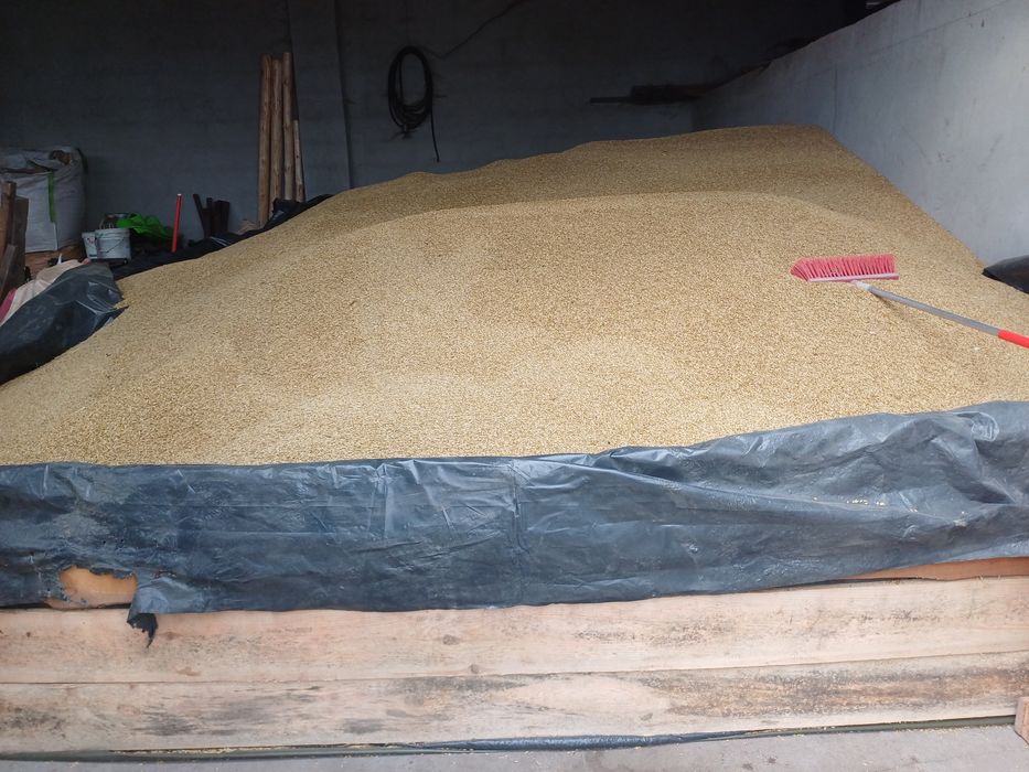 Jęczmień zimowy Jakubus