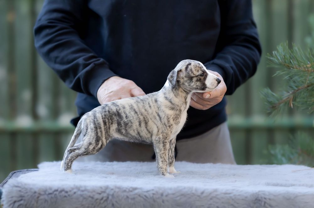 Chart Angielski Whippet