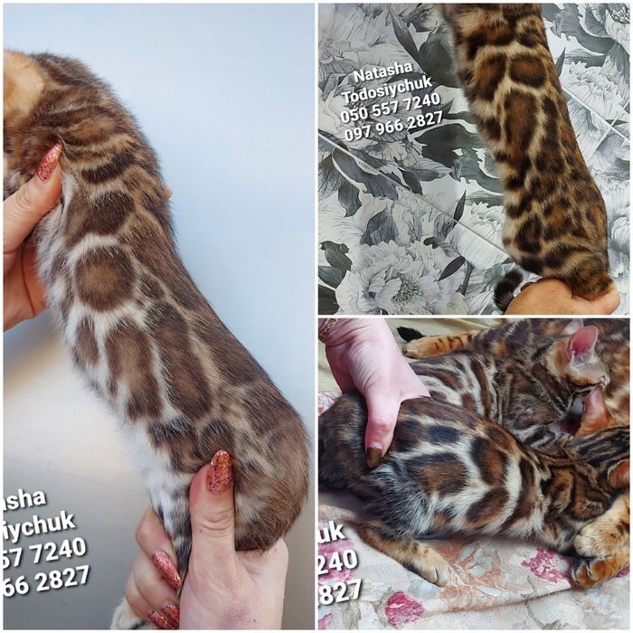 Офіційний розплідник пропонує бенгальців