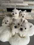 Suczka West Highland White Terrier