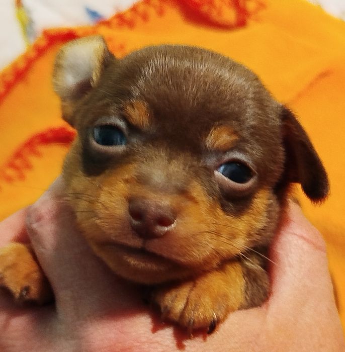 Пражский крысарик,щенки.