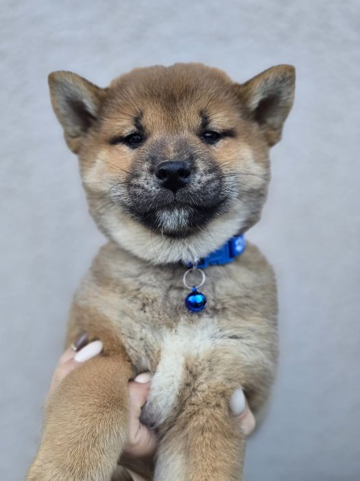 SHIBA INU szczeniak metryka piesek pies do odbioru szczenię