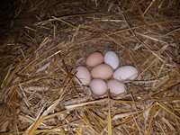 Jajka jajko swojskie , naturalne Bez paszy od rolnika smaczne