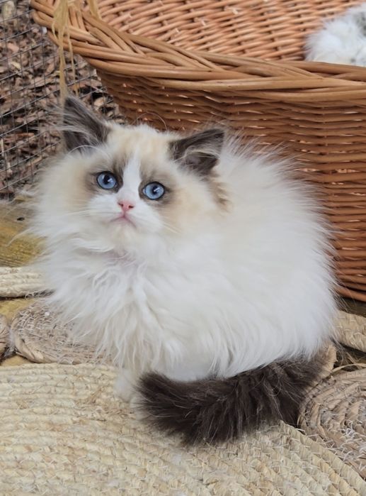 Przesłodka kotka Ragdoll Jadwiga Na Kujawach*PL