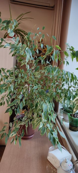 Продам фікуси і дифенбахію