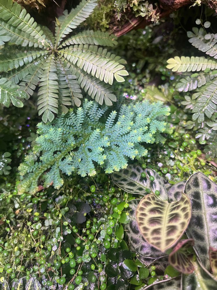 Rosliny do terrarium,paludarium tropikalnego , marcgravia, solanum