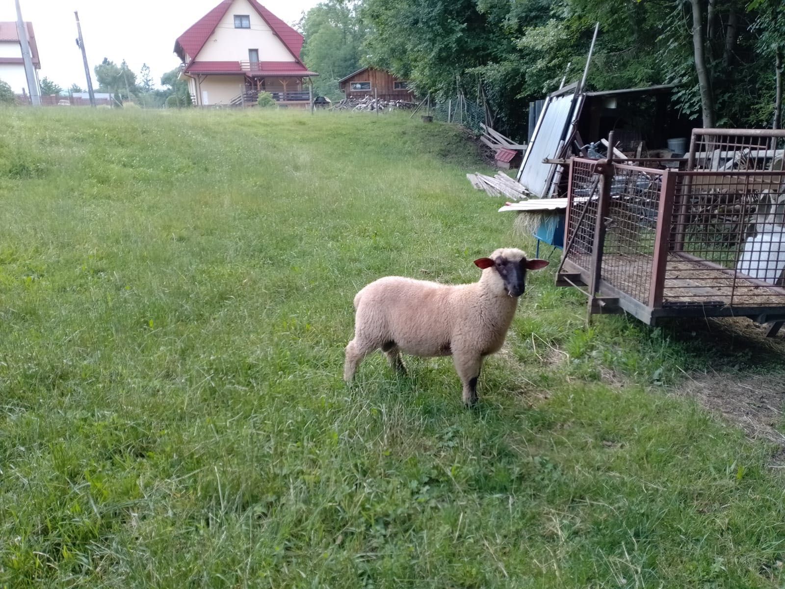 Sprzedam Barana czwrnogłówkę