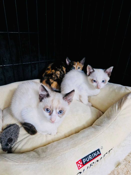 Bebés com cerca de 6/7 meses para adoção responsável