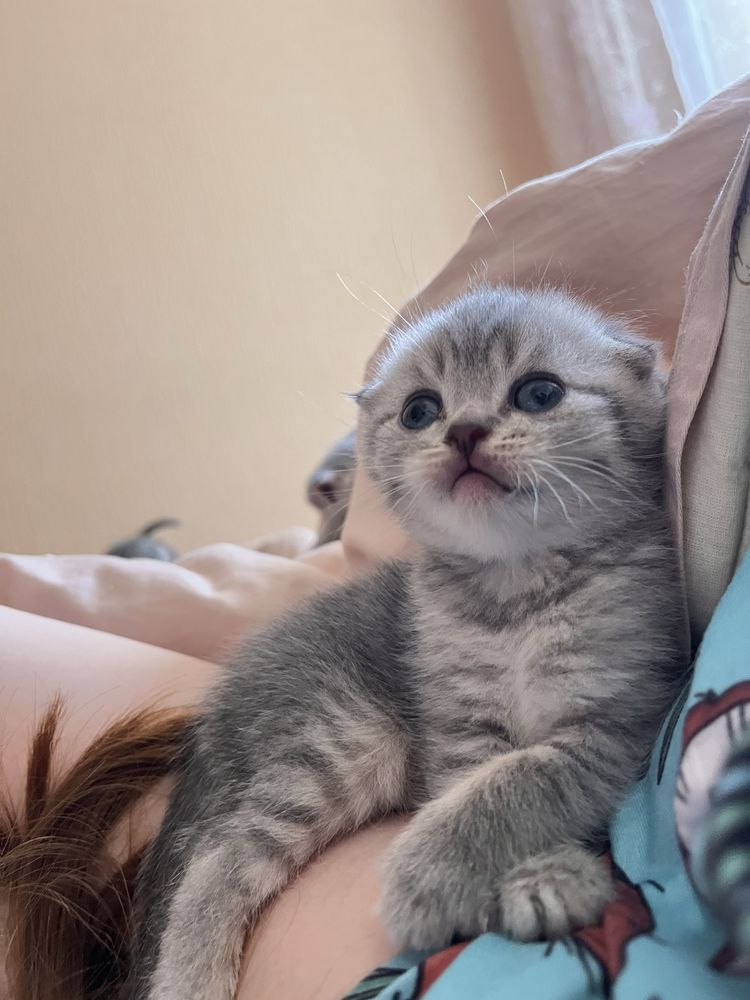 Кошенята шотландські висловухі та прямовухі, скотіш фолл, страйт