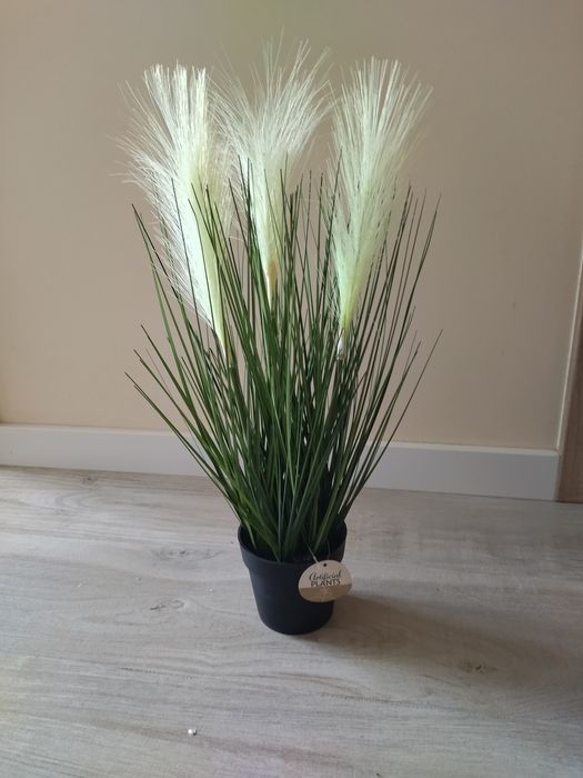 Trawa ozdobna. Rośliny i kwiaty