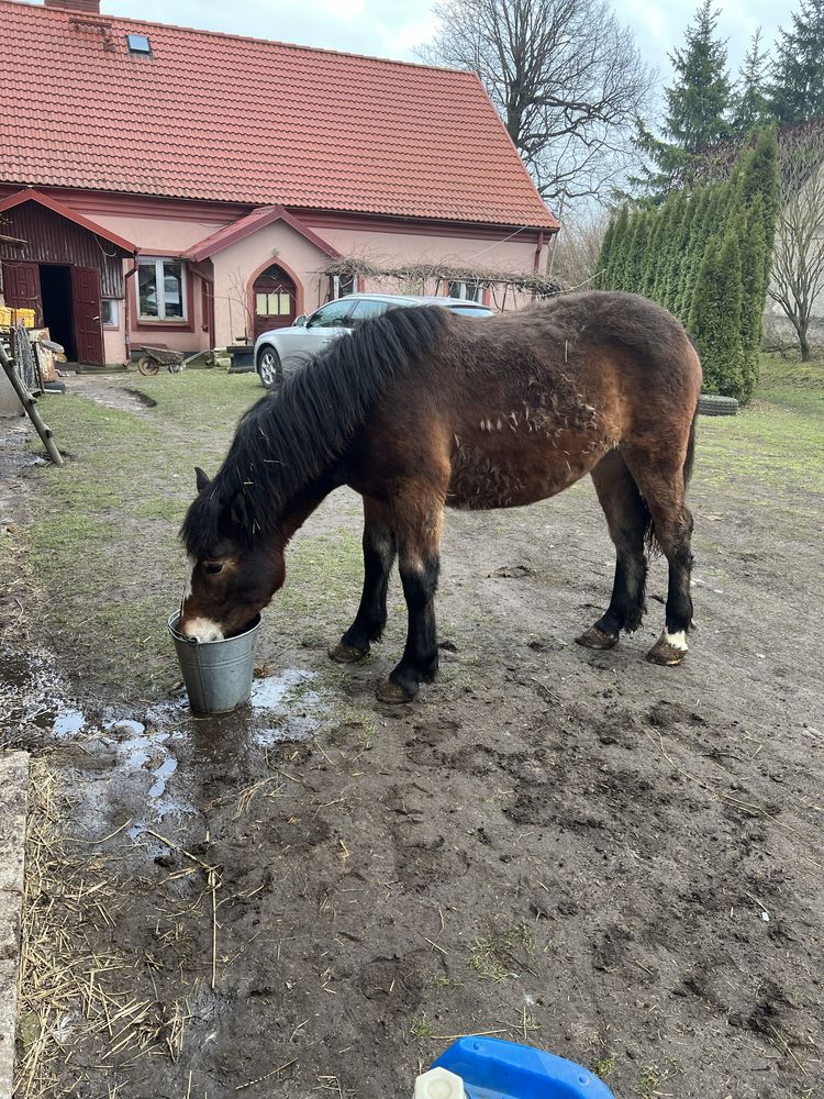 Koń roczny gniady