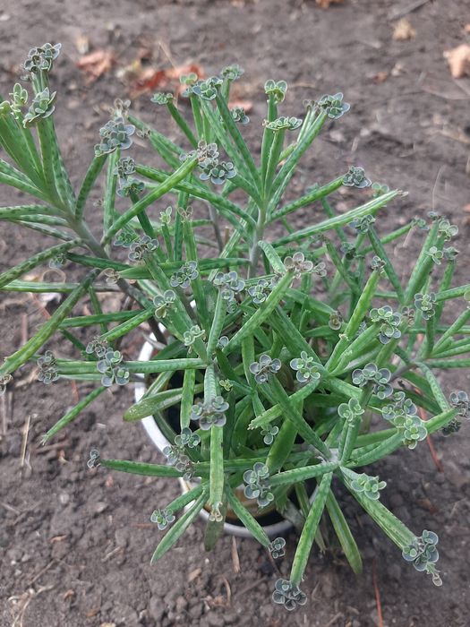 Продам каланхоє тубіфлора