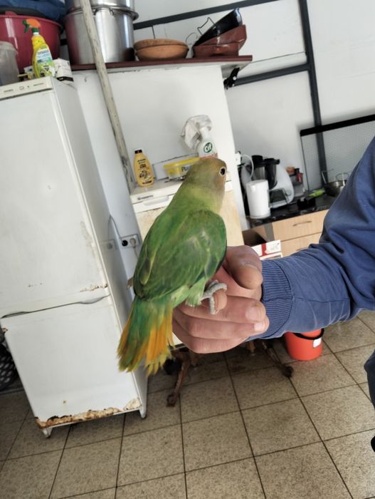 Agapórnis domesticados