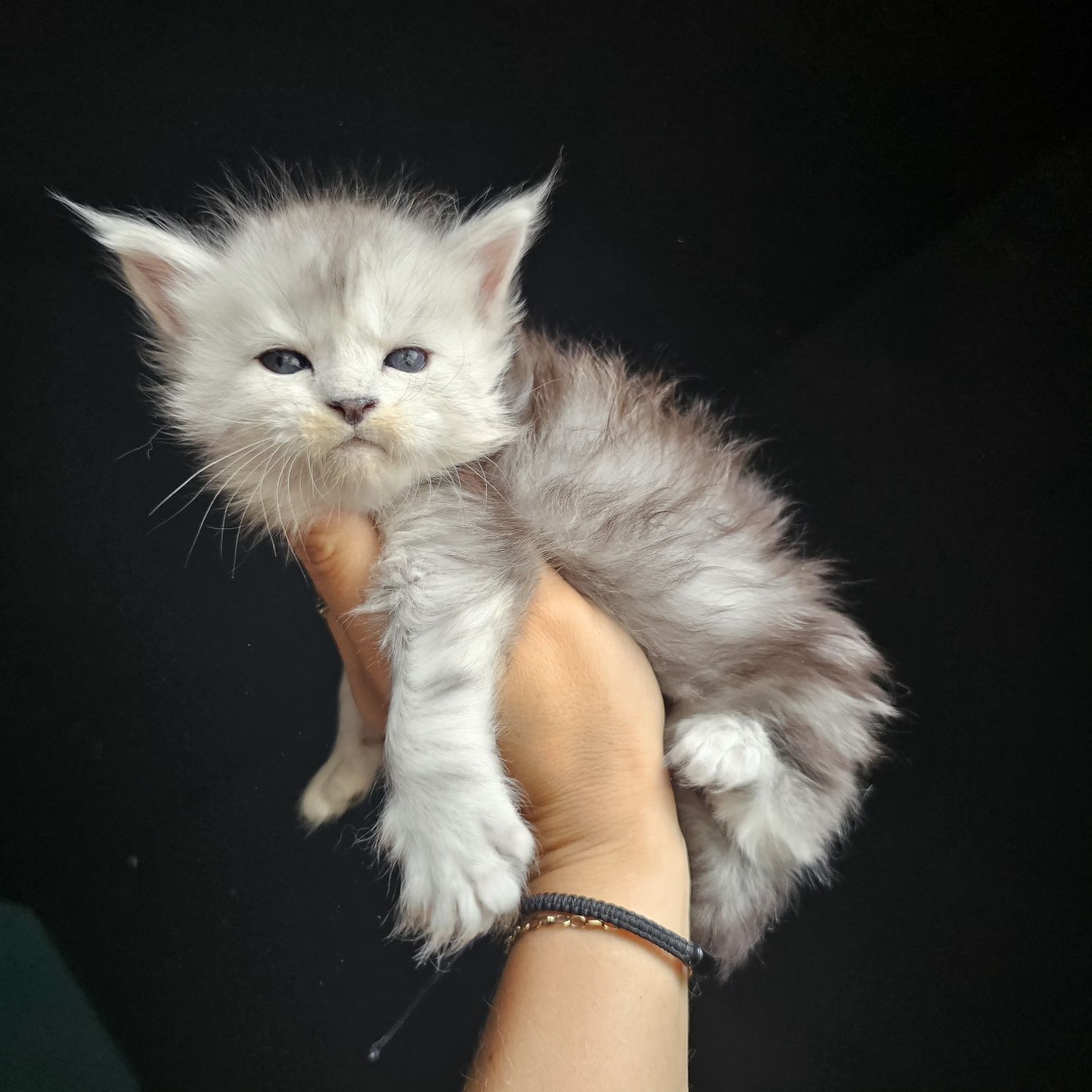 Koteczka  Maine coon rodowód fpl FIFe