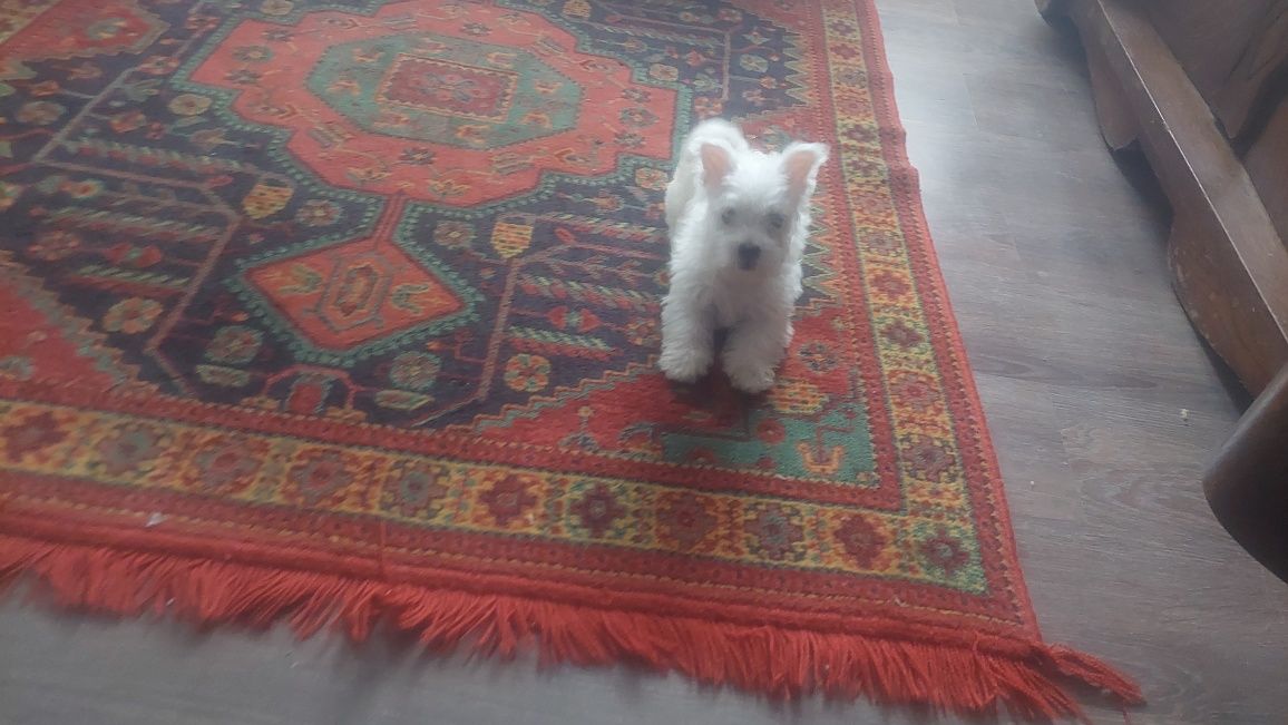 West Highland White Terrier  suczka  gotowa do odbioru