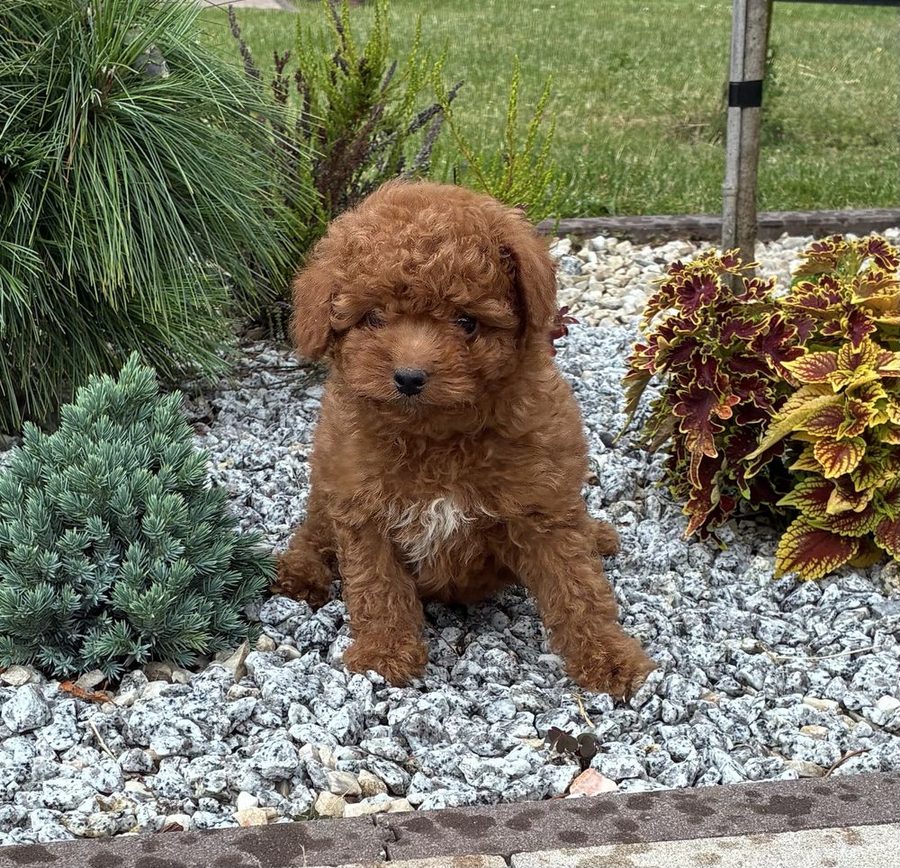 Maltipoo F1b super piesek