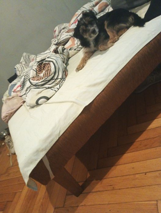 Oddam suczkę za parę groszy