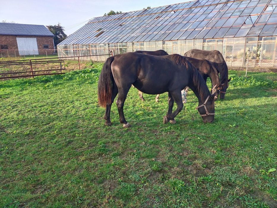 Klacz slaska ze zrebakiem