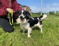 Lutek do adopcji!