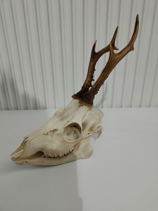 Parostki, poroże, rogi samca sarny, kozła