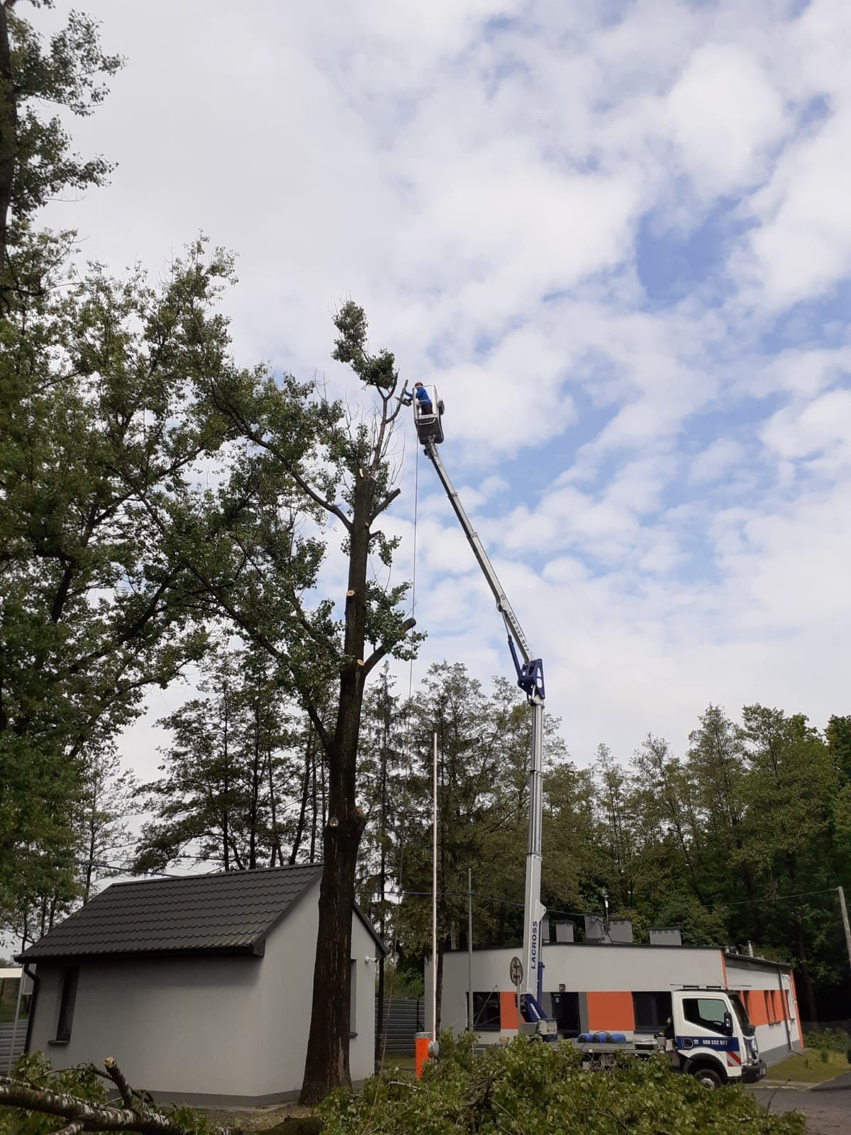 Wycinka i pielęgnacja drzew, utrzymanie zieleni, ogrody