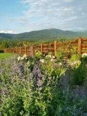 Dom Bieszczady pies widok ferie wakacje wyłączność Wetlina nocleg Góry