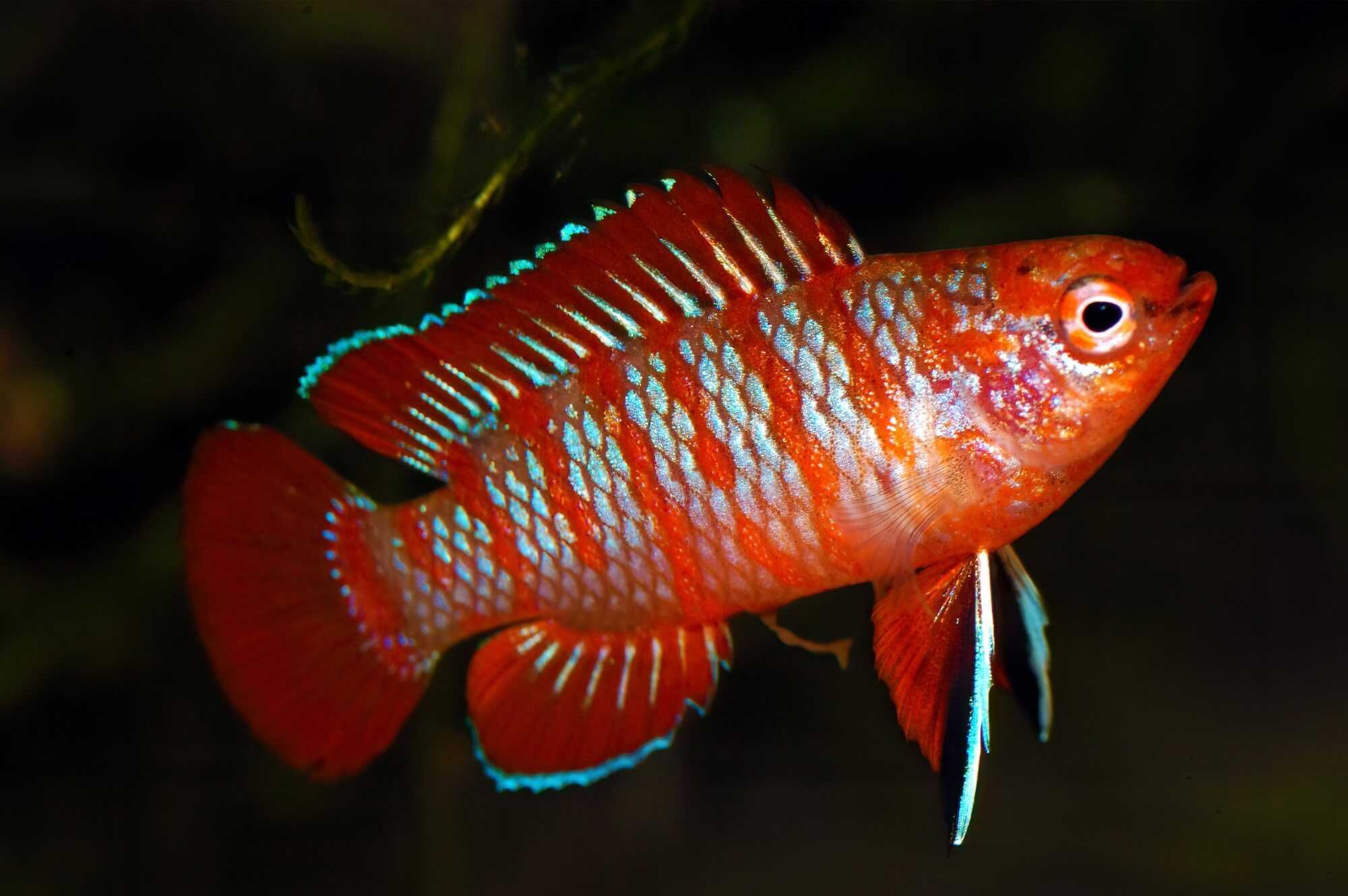 Badis bangalski RED SCARLET - Dario dario - dowóz, wysyłka