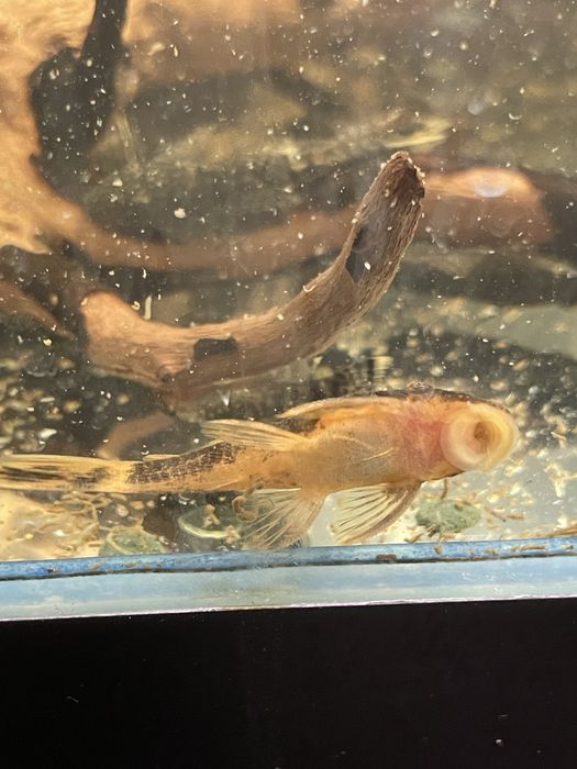 Zbrojnik glonojad Ancistrus sp CALICO