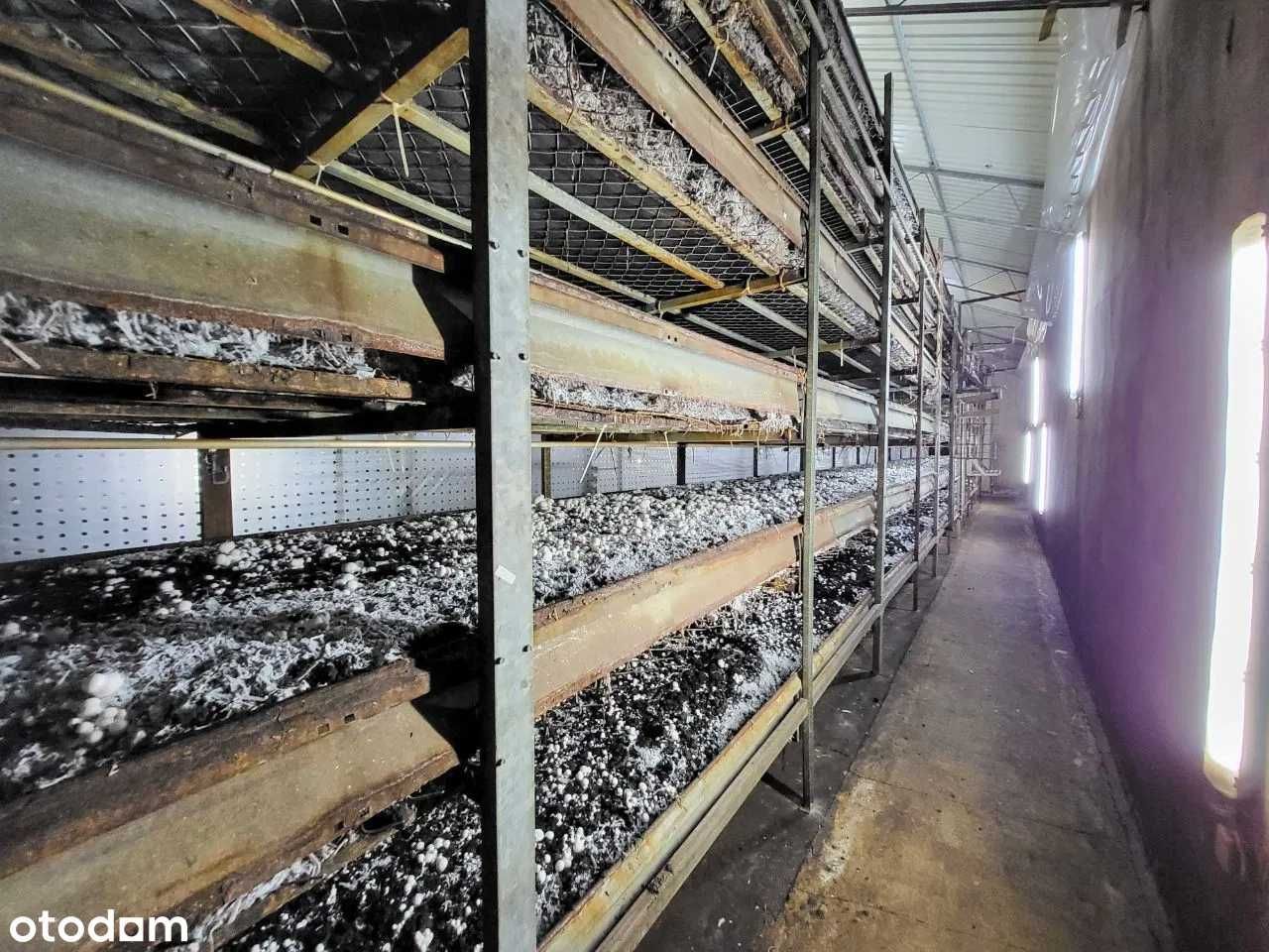 Na wynajem działająca pieczarkarnia Siedlce, 3800m2 produkcji