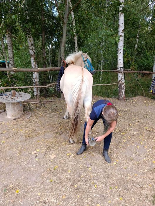 Ogier fiord niemieckiej hodowli ujeżdżony z polską licencją