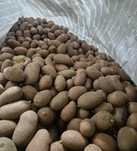 batata semente roxa