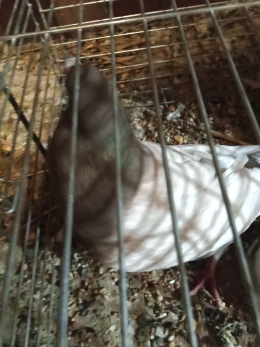 Sprzedam samca rysia