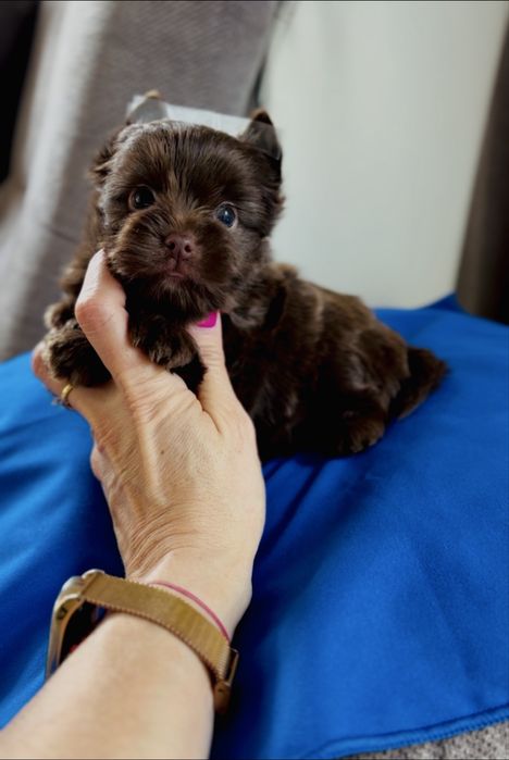 Yorkshire Terrier Choco śliczny piesek