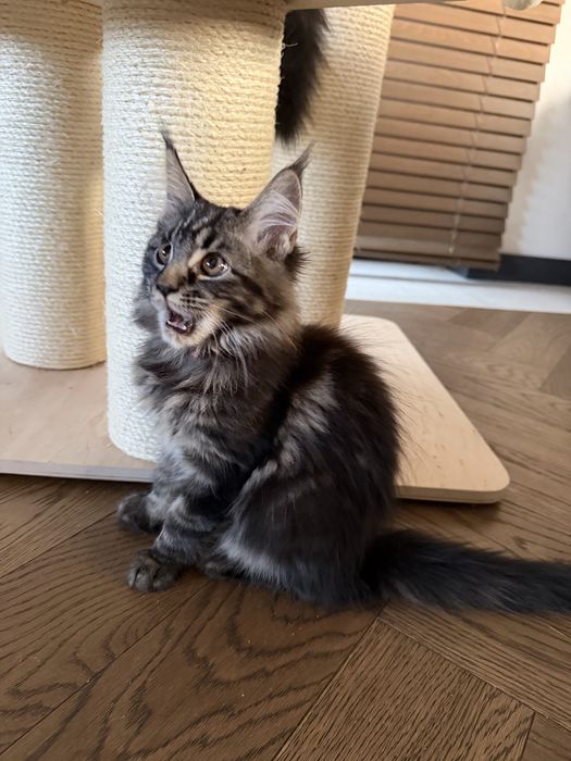 Piękna kotka Furia Maine Coon