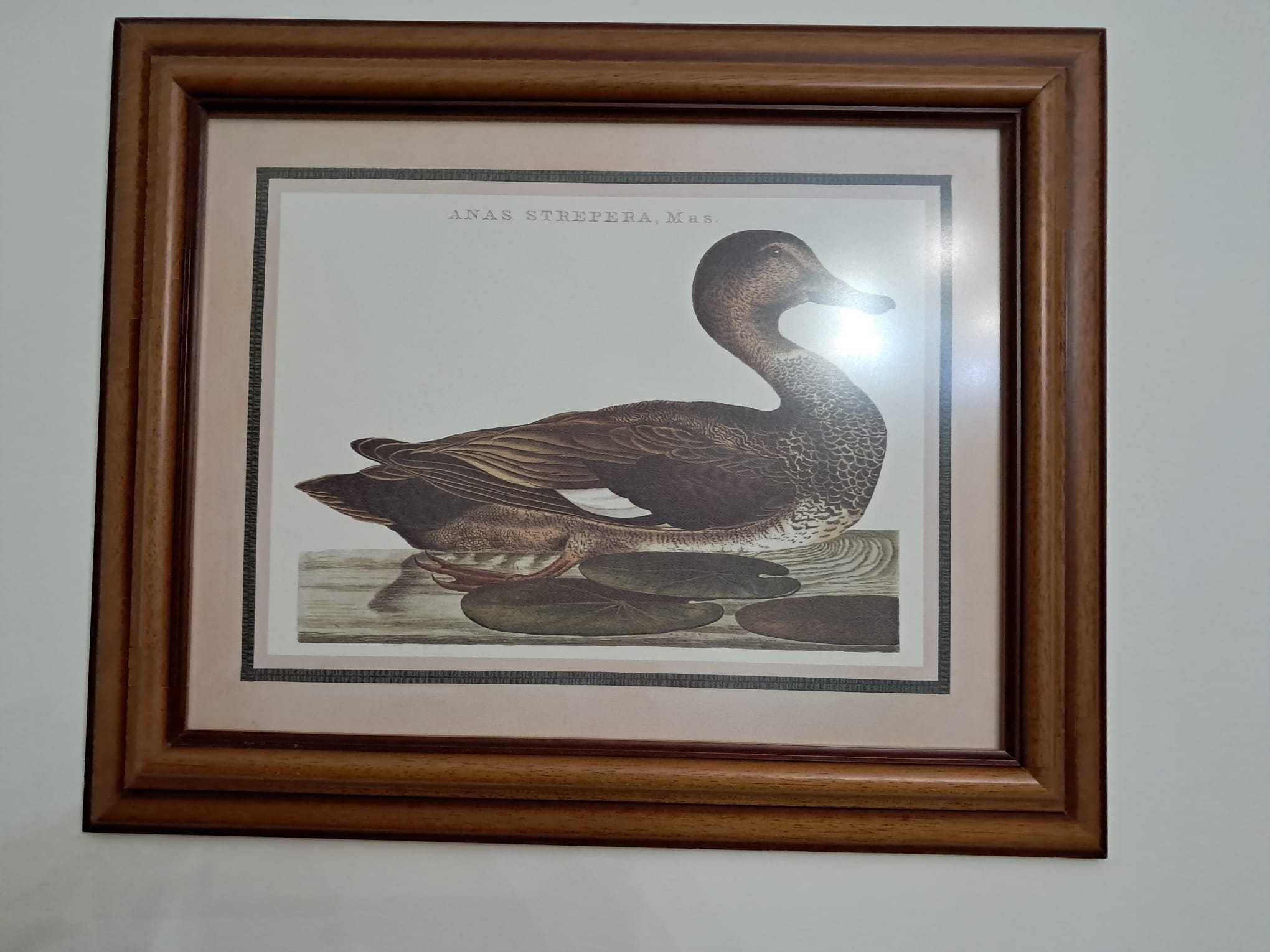Quadros diversos em ótimo estado
