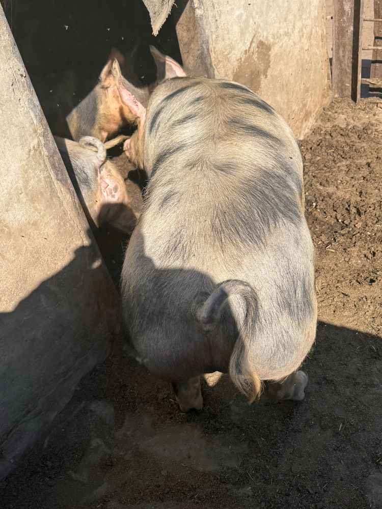 Свиней 160+ кг живою вагою свинина мясо мнясо свині живым весом