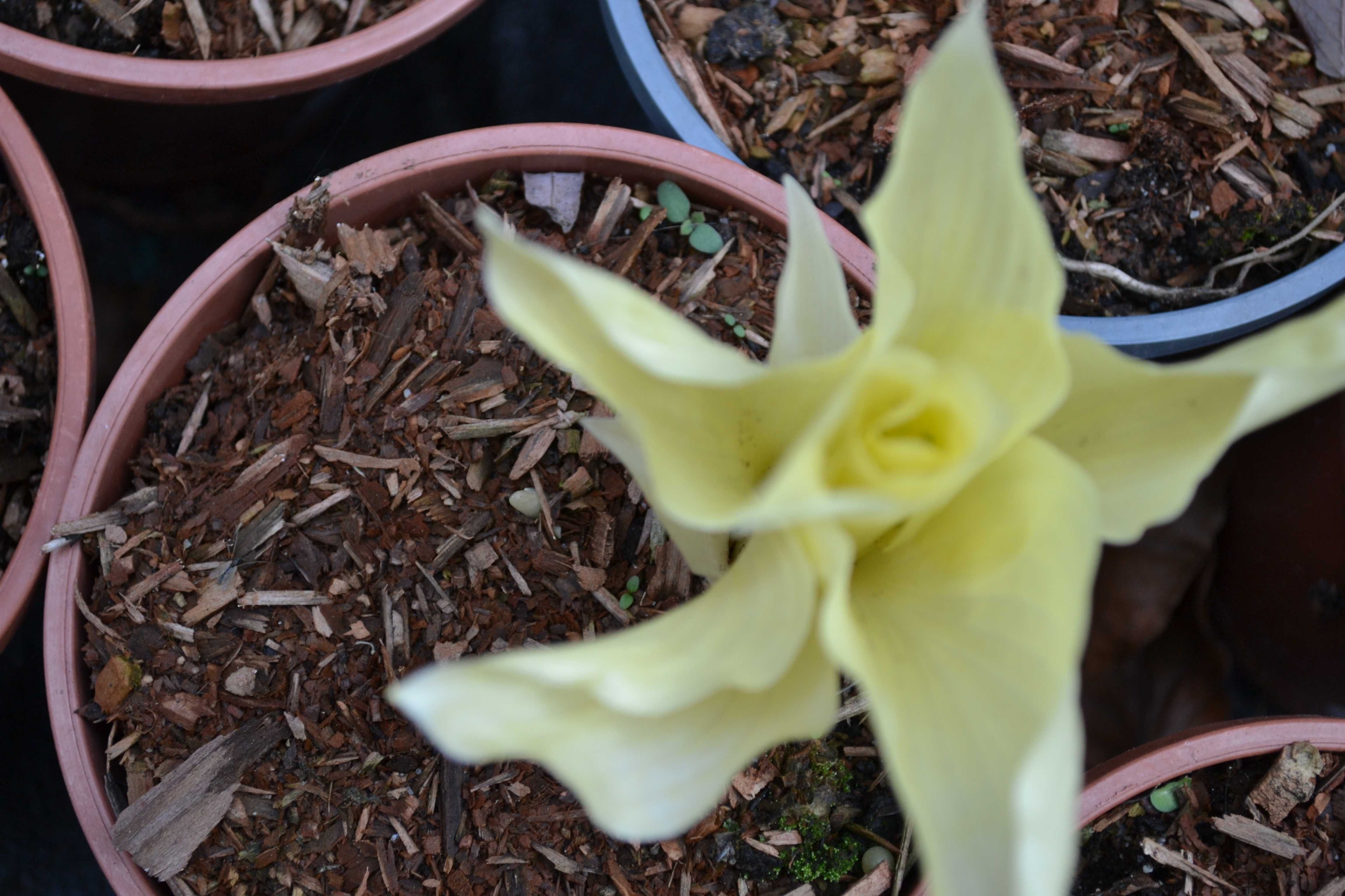 funkia, hosta "white feather"