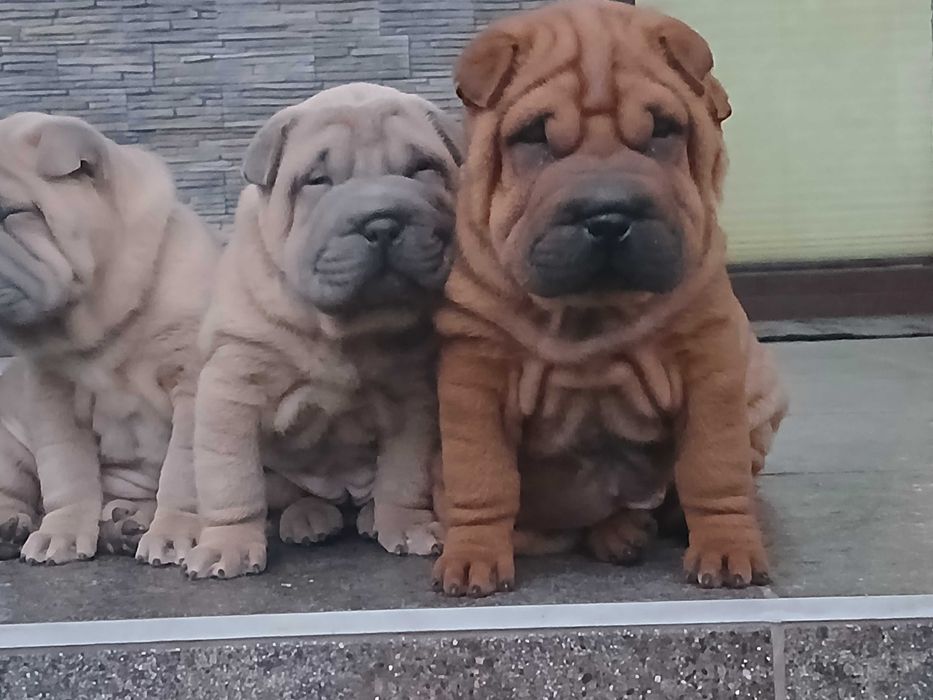 Szczenie Shar pei z rodowodem, sunia Emi